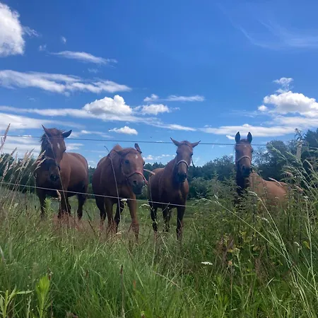 Ferienhaeuser Inselblick Lohmen (Mecklenburg-Vorpommern)